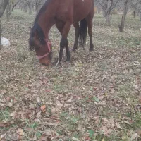 اسب مادیان|اسب و تجهیزات اسبسواری|سلماس, |دیوار