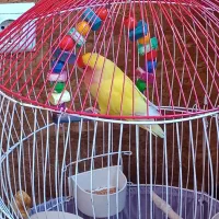 طوطی برزیلی