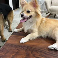 پامر اشپیتز