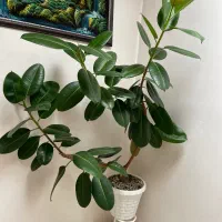 گل خانگی|گل و گیاه طبیعی|بوکان, |دیوار