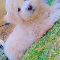 فروش سگ|سگ|کرمان, |دیوار