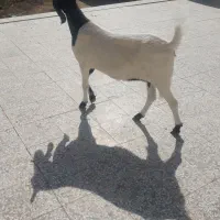 یک عدد بز پاکستانی  بفروش  میرسد