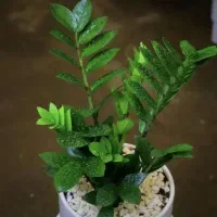 زامفولیا با گلدان سرامیکی