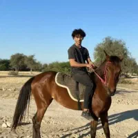 اسب|اسب و تجهیزات اسب‌سواری|کوشکنار, |دیوار