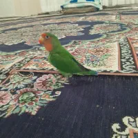 کوتوله نر برزیلی سالم مادش فرارکرده