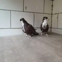 دوعدد جوجه رسمی  سرخ کلاهی 8لقه