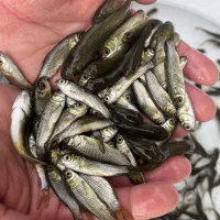 ماهی آمور جلبک خوار