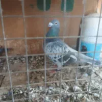 نرعربستان|پرنده|کارون, |دیوار