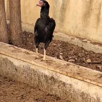 مرغ وخروس|حیوانات مزرعه|پردیس, شهرک صنعتی خرمدشت فاز ۷|دیوار