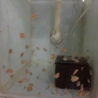 جوجه دیسکس|ماهی|رشت, حمیدیان|دیوار