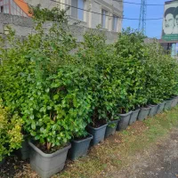 فروش کاملیا|گل و گیاه طبیعی|چابکسر, |دیوار