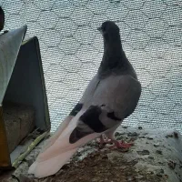 کفتر|پرنده|شیراز, شهرک رضوان|دیوار