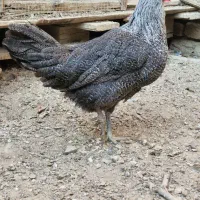 دومرغ قلم سیاه اصیل