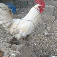 خروس سفید ریشی پاریز