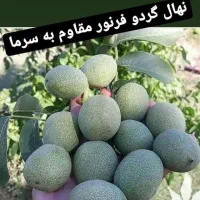 نهالستان الوین تولید کننده انواع نهال|خدمات باغبانی و درختکاری|شهر بابک, |دیوار