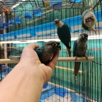 گرینچیک تراکویس نرمال و یلوساید