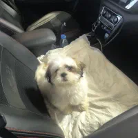 سگ شیتزو سوپر فلت