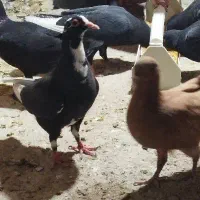 مایه پلنگ