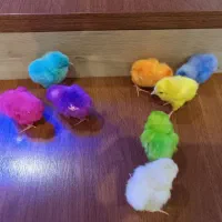 جوجه رنگی تکی