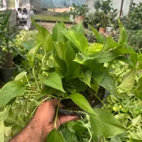 بزرگترین تولید کننده پتوس وگل آپارتمانی درخت میوه|گل و گیاه طبیعی|مشکیندشت, |دیوار