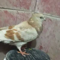 کبوتر ،کفتر سالم به شرط|پرنده|گرگان, |دیوار