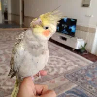 عروس هلندی گمشده|پرنده|حمیدیه, |دیوار