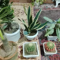 گل خانگی|گل و گیاه طبیعی|اردبیل, |دیوار