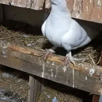 کبوتر|پرنده|کیلان, |دیوار