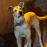 فروش یه قلاده سگ نگهبان واصیل