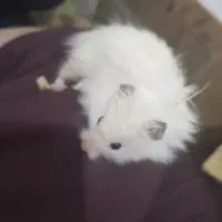 همستر|موش و خرگوش|بجنورد, |دیوار