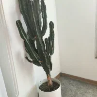 کاکتوس افوربیا|گل و گیاه طبیعی|لاهیجان, کوی خزر|دیوار