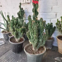 کاکتوس صخره‌ای|گل و گیاه طبیعی|اهواز, آسیاباد|دیوار