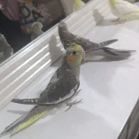 جوجه عروس ۳ماه نژاد سخنگو