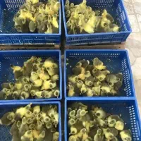 جوجه غاز محلی ۷ روزه