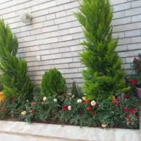 خدمات کلیه باغبانی باغچه کاری هرسکاری کاشت گل وگیا|خدمات باغبانی و درختکاری|تهران, صادقیه|دیوار