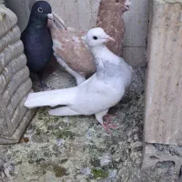 جفت طوقی و سار زاغ کرمانی|پرنده|مشهد, هفده شهریور|دیوار