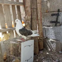 فروش کبوتر
