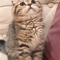 گربه بریتیش دختر گلد گردالو 15 ت