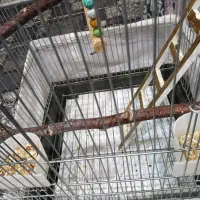 قفس بزرگ|لوازم جانبی حیوانات|تهران, تولید دارو|دیوار