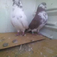 کبوتر رفتنی|حیوانات|نوشین شهر, |دیوار