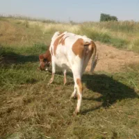 گوساله جوان چاق قصابی