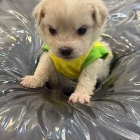 توله پودل عروسکی