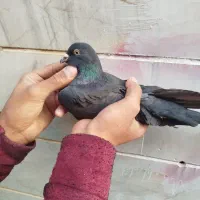 سلام به دوستان عشقبازای گل ۵عدد کفتر به فروش میرسد