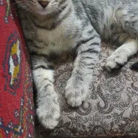 واگذاری گربه