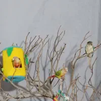 طوطی گرینچیک