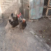 مرغ تخم گذار و سرحال|حیوانات مزرعه|قهدریجان, |دیوار