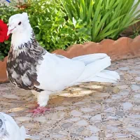 ماده طوقی