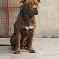 یک قلاده پیت بول تریر نره خاص