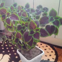 گل طبیعی