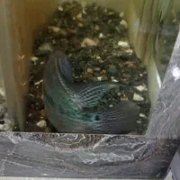 فلاور|ماهی|مشهد, شهید معقول|دیوار